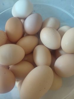 Huevos/eggs