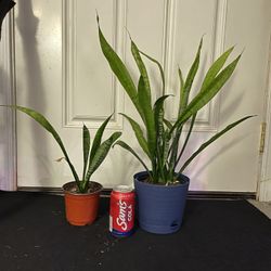 2 Snake Plants