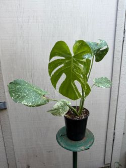 6” monstera white monster