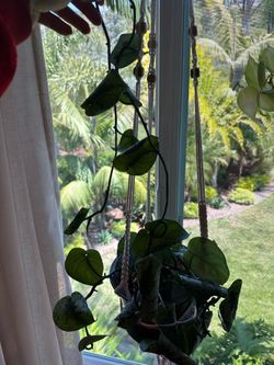 2 plants