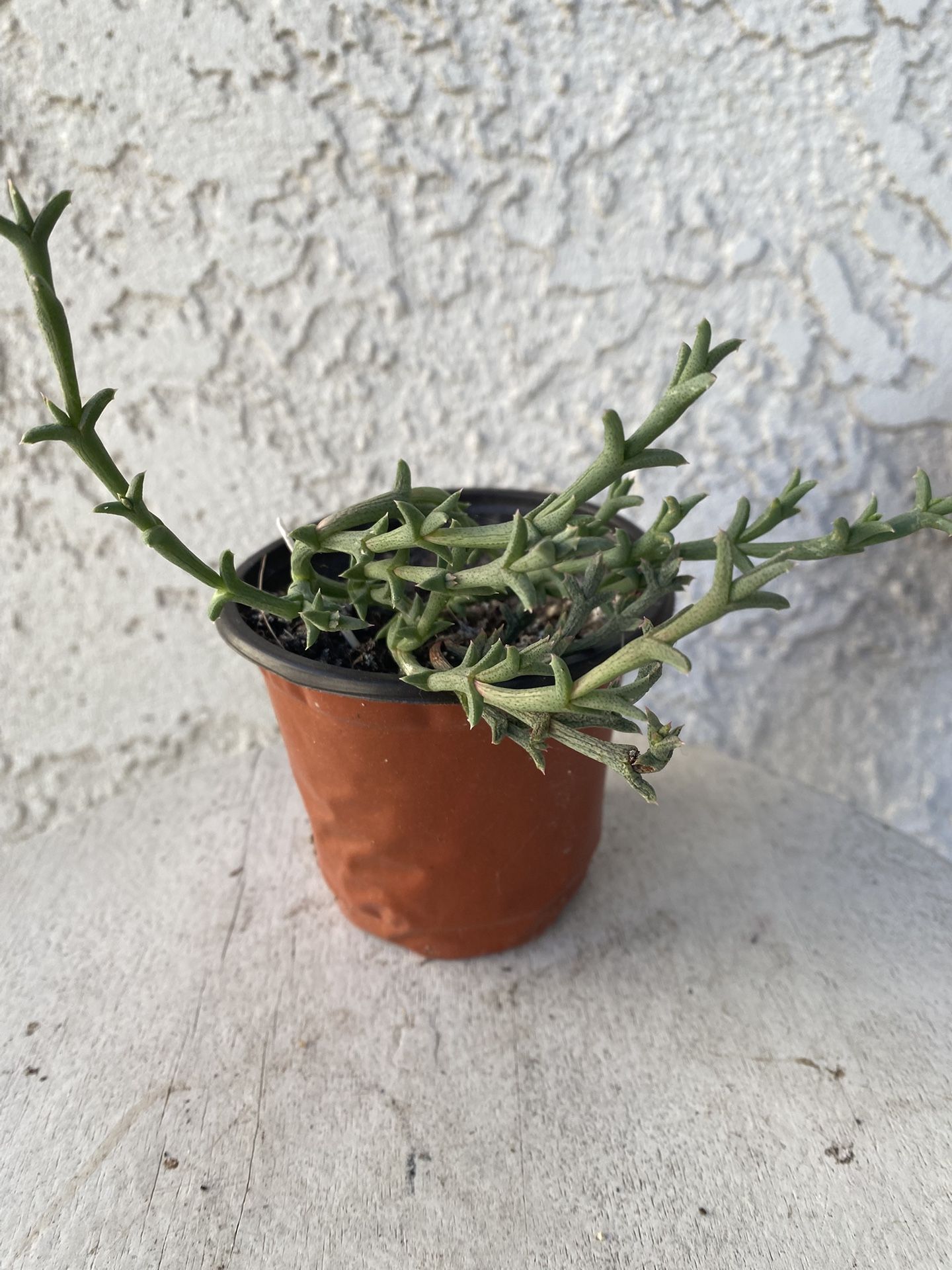 4 Inch Pot Succulent Plant - Ruschia Uncinata - Doringvygie - Rooted & Established - Drought Resistant 🪴