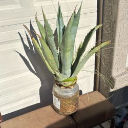 Agave plant 