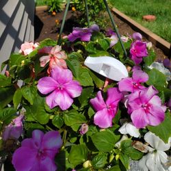 3D Printed Functional  Whistle