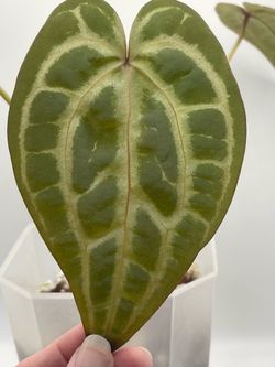 Anthurium Swampmanii Purple x (Rotundatum x Doc Block Purple F2)