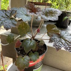 Coral Bells Perennial Plants With Beautiful Foliage. 