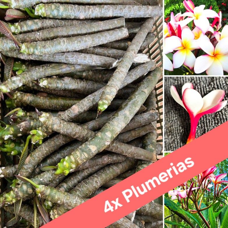 4x Rainbow Plumeria Cuttings 🌺🌿