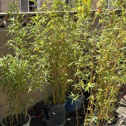 Bamboo Plants