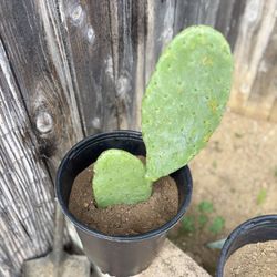 15 Inch Prickly Pear 🍐 Cactus 🌵 