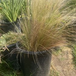 Needle Grasses 