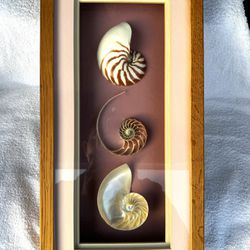ANautilus Shells in shadow box Exquisite snail shell