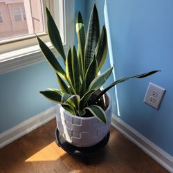Snake Plant Without Pot.