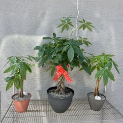 Natural Money Trees 