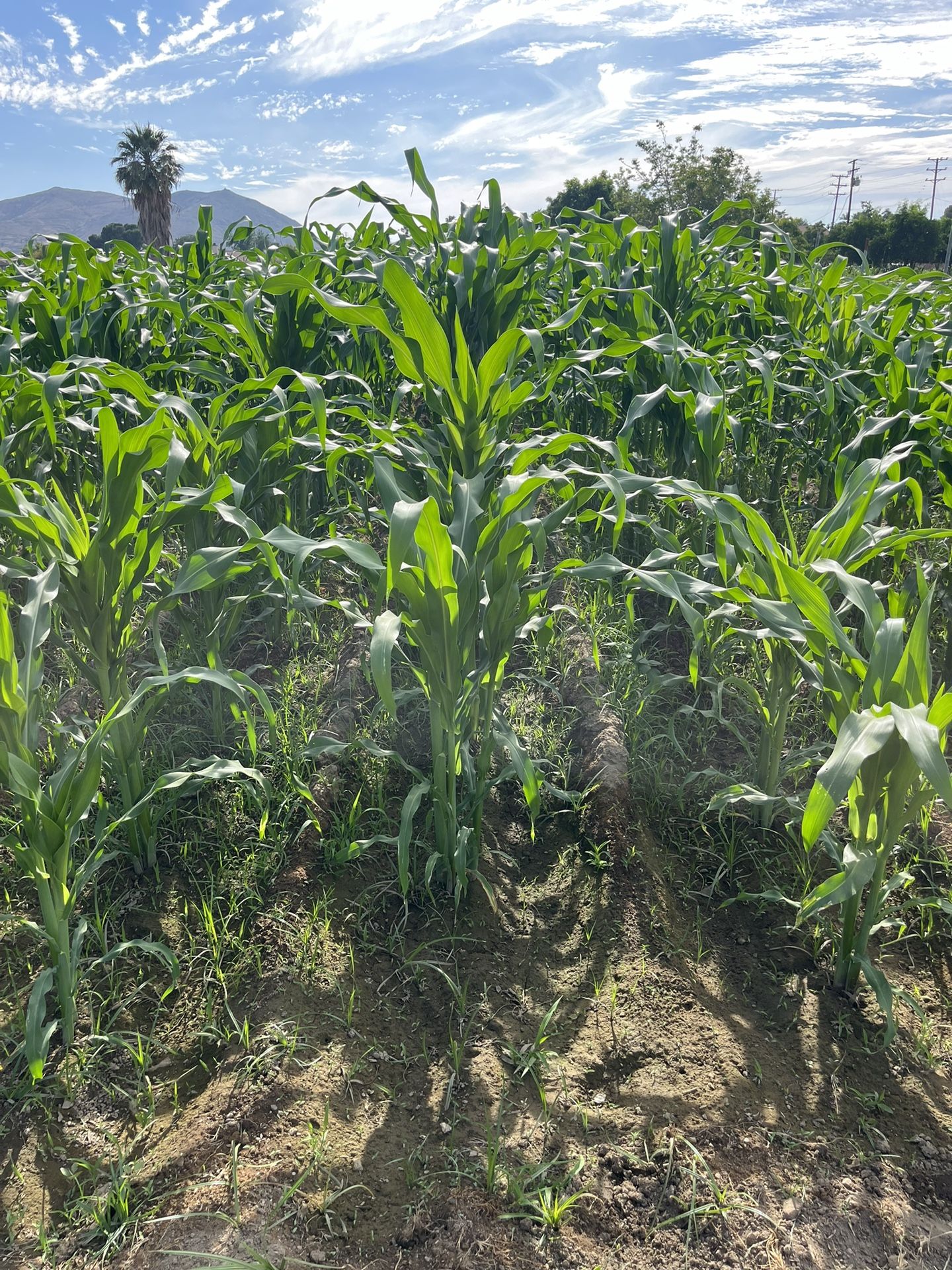 Tengo A La Venta Hojas De Milpa $3 La Docena.