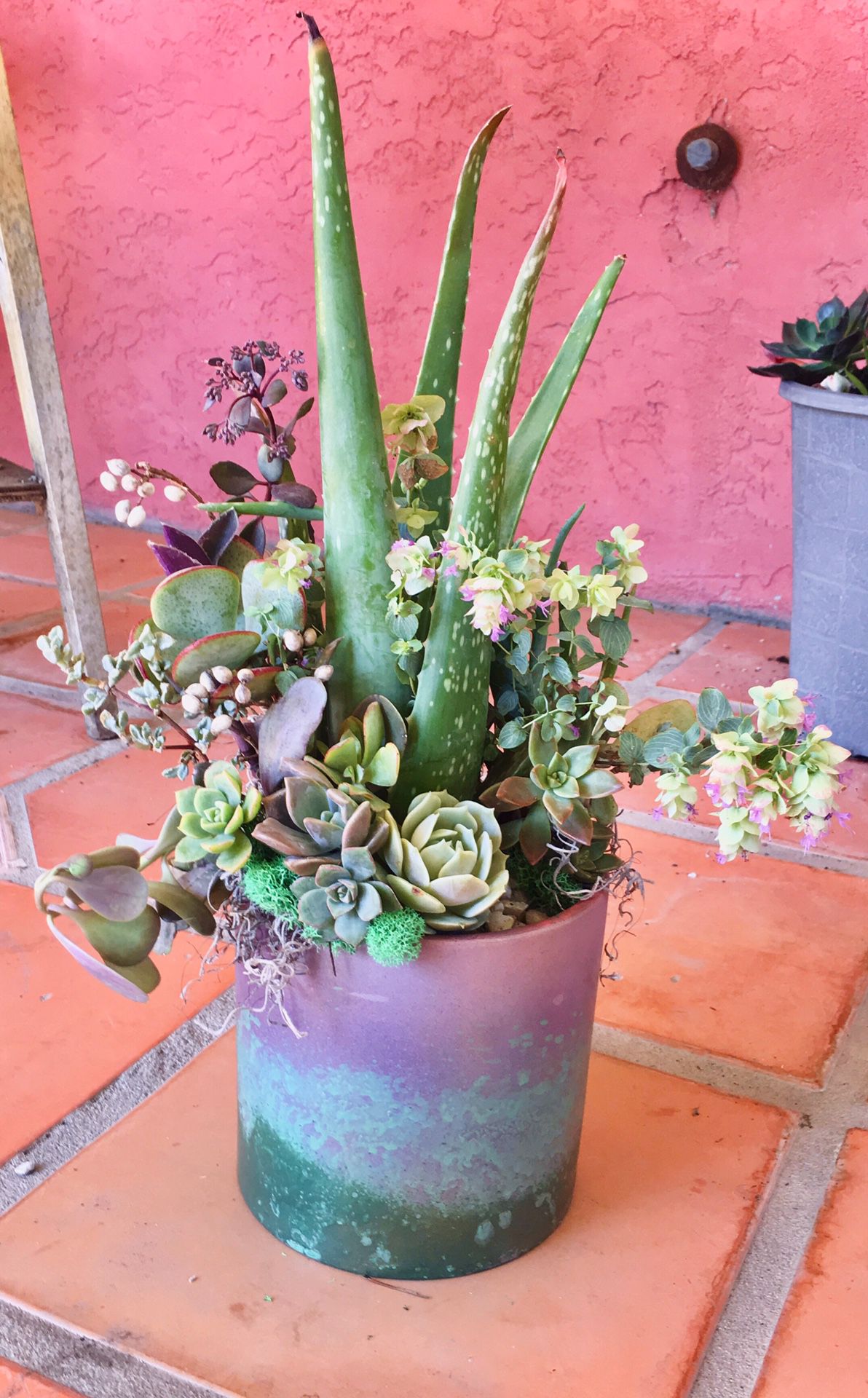 Aloe Vera & ‘Kent’s Beauty’ Ornamental Oregano Succulent Arrangement 6” Cylindrical Planter