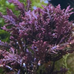 Purple Laurencia- SALTWATER PLANTS 