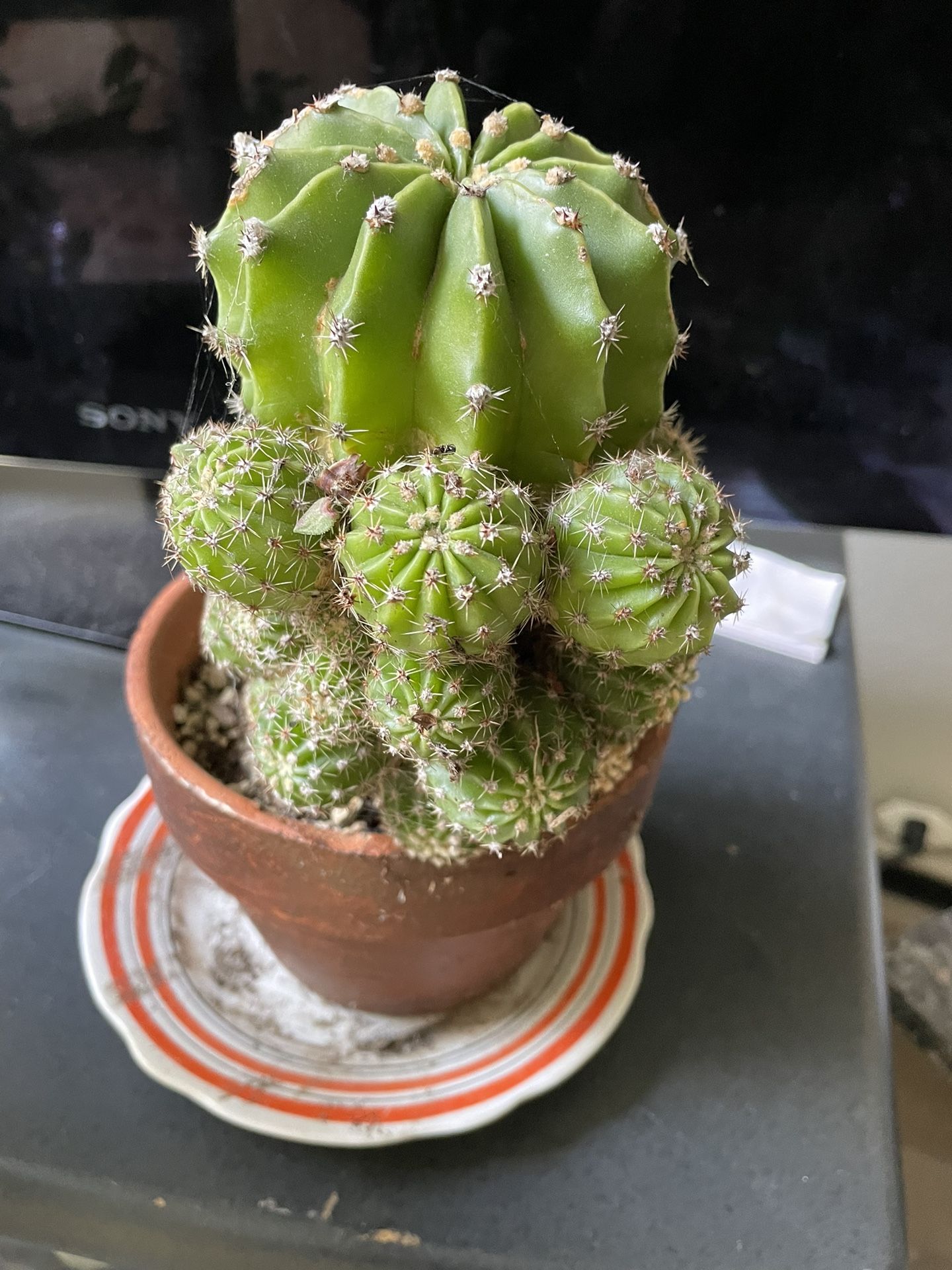 Moon Cactuse Plant Pot