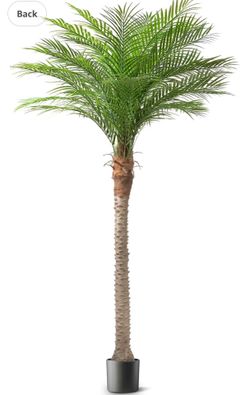 Palm Tree 9ft Tall