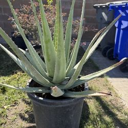 Aloe Vera – Large 15G (Big, Healthy, Sun-Ready!)