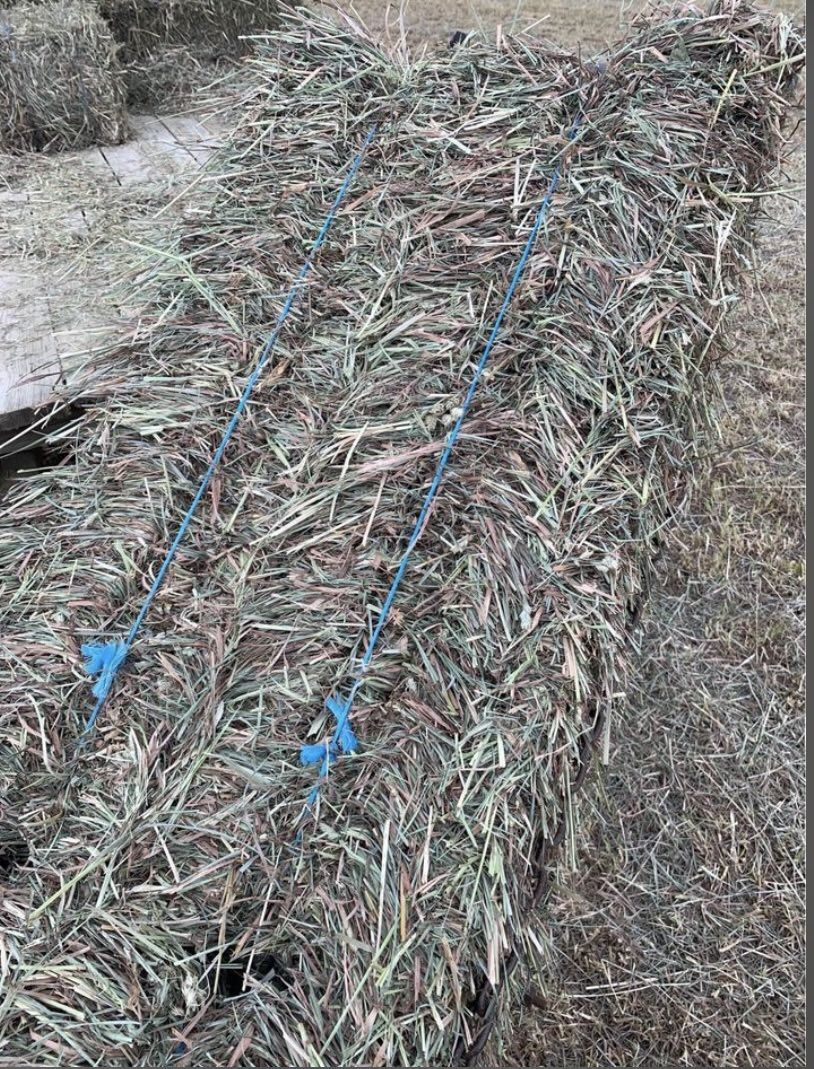 Square Bales of Orchard Grass Hay