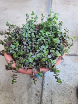 Calico Kitten Succulent.