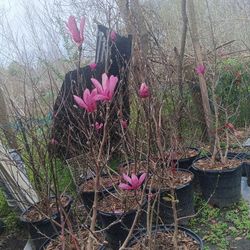 arboles de magnolia enpesando su floración 30 galones 