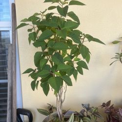 Plant