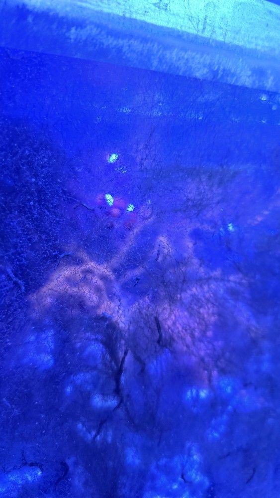 24gallon Salt Water Aquarium
