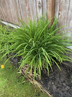 Orange Garden Lilies