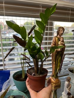 ZZ Plant