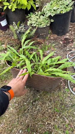 ‘Hacksaw’ Hosta