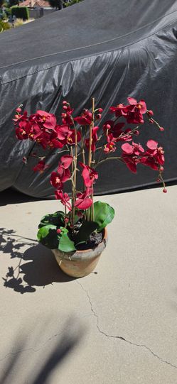Pier One Orchid