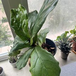 Medium Fiddle Leaf Fig Plant 