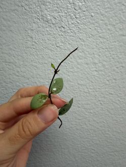 Hoya Kalimantan 'Coin' (Silver)