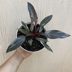 6” Pink Princess Philodendron 