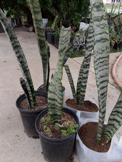 Plantas que purifican el aire dentro de casa y fuera de casa