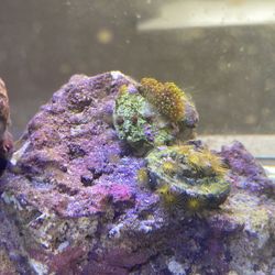 Full Setup Salt Water