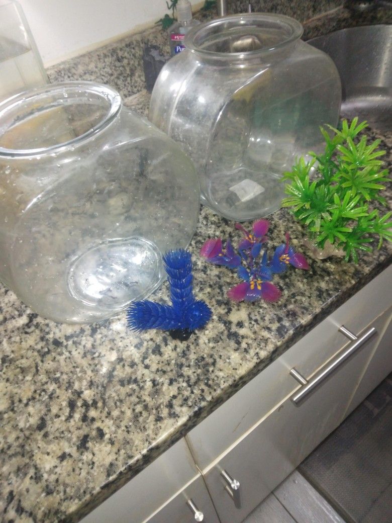 Fish Tank Bowls And Plants
