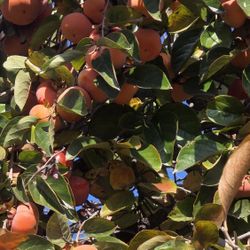 Organic Fuyu Persimmons 