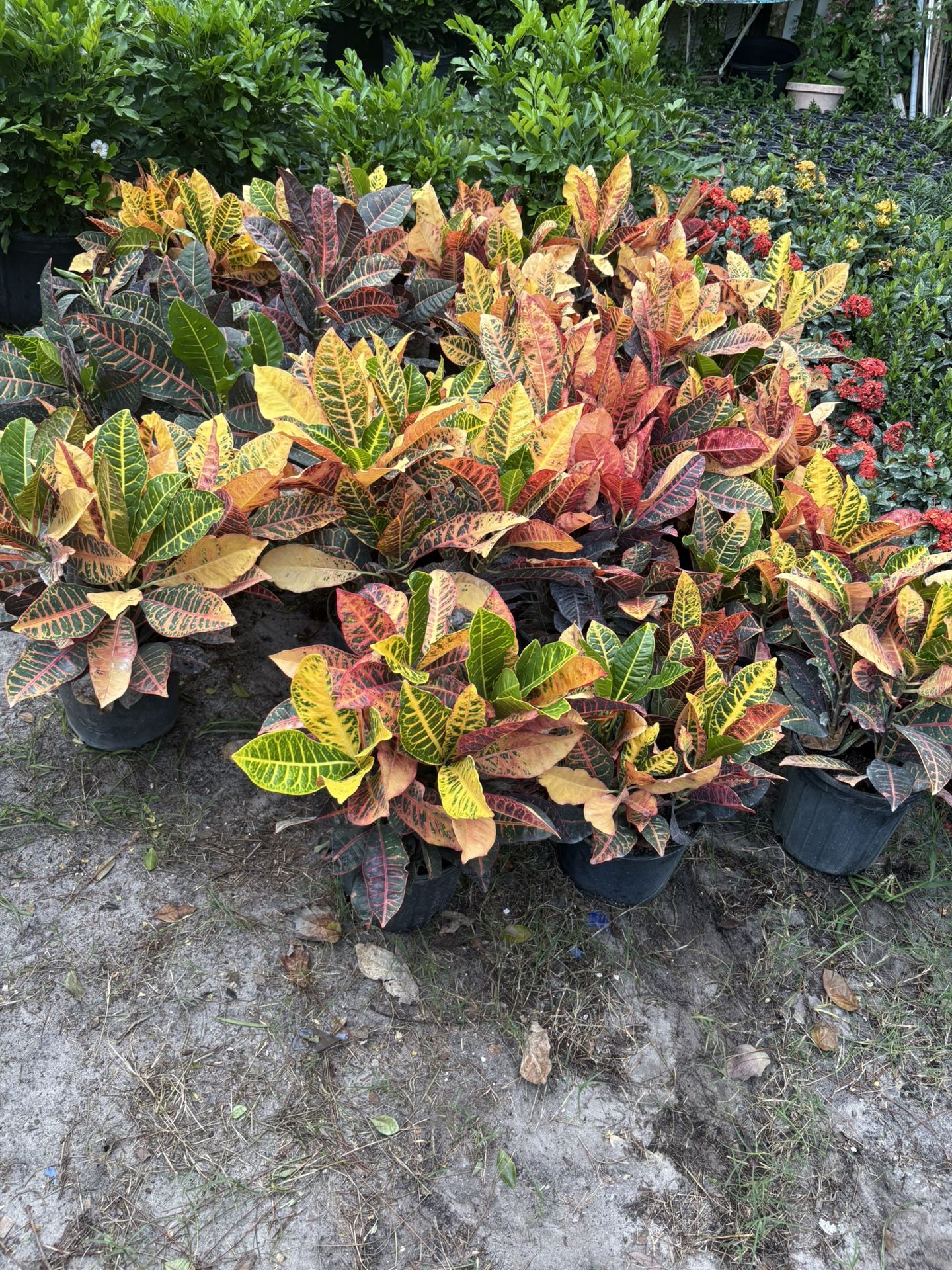 Crotons For Sell 3 Gallon
