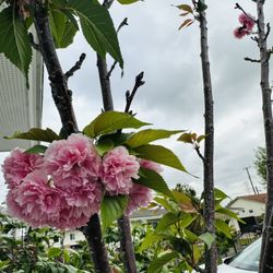 Cherry Japanese Flowers 