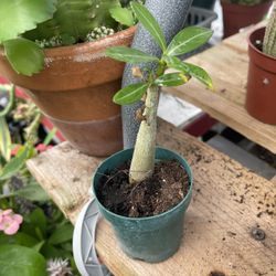 Deserts 🌵 Rose 🥀 Plant