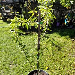 Almond Tree