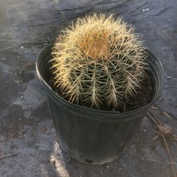 Golden Barrel
