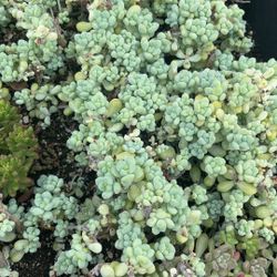 Succulent 8