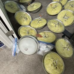 17 Nickel Ceiling Lights 