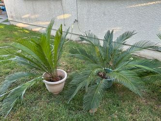 Sago Palm Trees