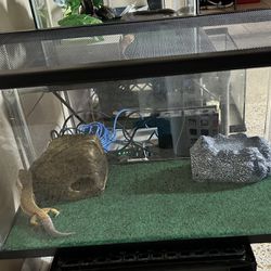 Reptile Enclosure Setup