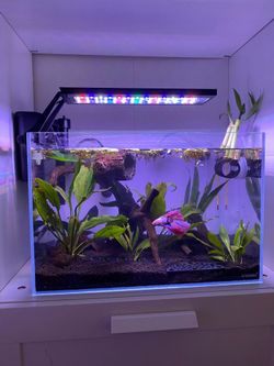 Rimless 10 gallon tank with led light and filter