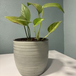 Indoor Pothos House Plant In Gray Glazed Ceramic Pot $8, Indoor Plant