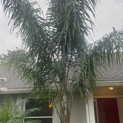 Mature Palm